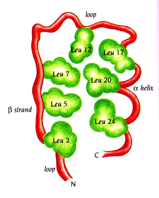 Το μοτίβο αναδίπλωσης horseshoe Τα κατάλοιπα λευκίνης παίζουν σημαντικό δομικό ρόλο δημιουργώντας τον υδρόφοβο πυρήνα μεταξύ του β-κλώνου και της α-έλικας στο επαναλαμβανόμενο μοτίβο