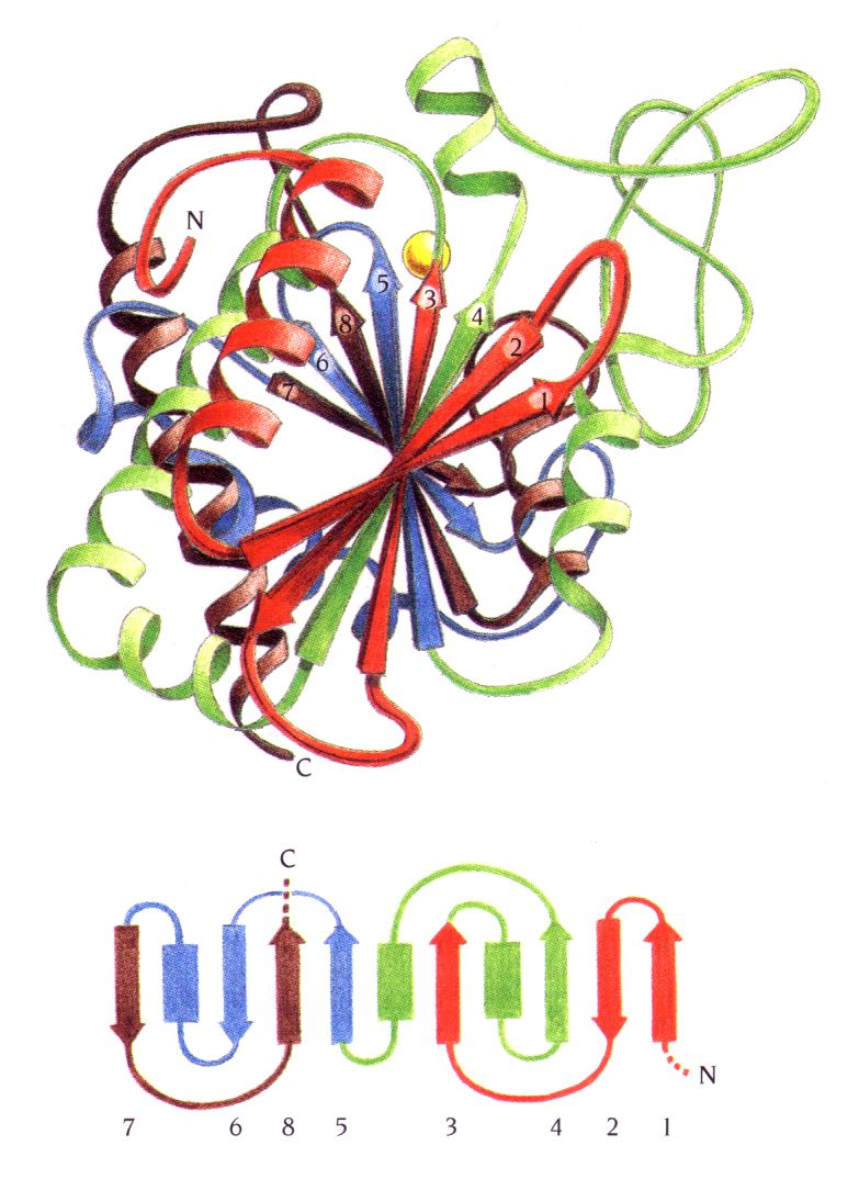 Παραδείγματα δομών α/β Zn Το ένζυμο καρβοξυπεπτιδάση (carboxypeptidase) καταλύει την υδρόλυση πεπτιδικών δεσμών στα C-άκρα πεπτιδίων.