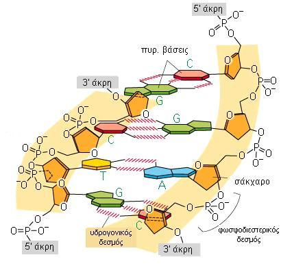 Η δνκή ησλ