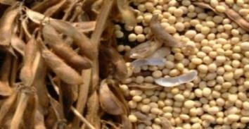 Ο ηλίανθος καλλιεργείται σήμερα σε ξερικά εδάφη, με μέση στρεμματική απόδοση τα 200 kg σπόρου/στρέμμα και απόδοση σε λάδι τα