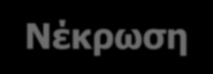 ONΒ Προνεφρική 25-60% Ενδογενής/