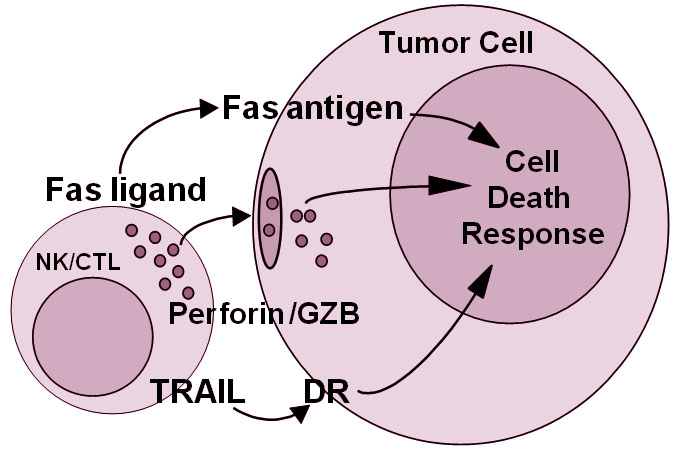 Εικόνα 14: Μονοπάτι περφορίνης-gz (www.bioscience.org/2005/v10/af/1628/figures.