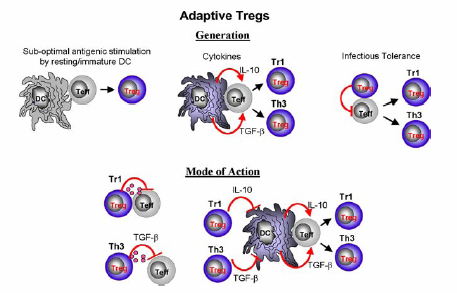 Tregs από απόπτωση λόγω της θετικής ρύθµισης του Bcl-XL αναστέλλοντας την έκφραση του Fas συνδέτη ή µέσω της ενεργοποίησης της α 5 β 1 ιντεγκρίνης και/ή του προσδέτη της.