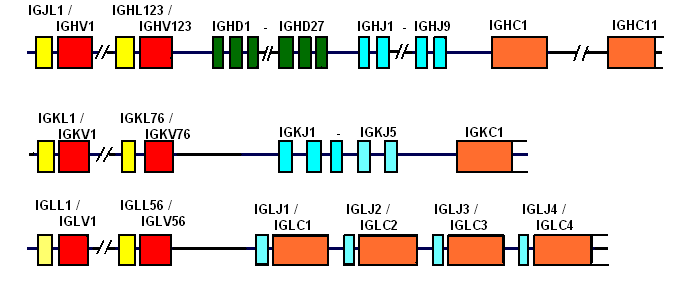 Εικόνα 15: Η διάταξη των γονιδίων στους γενετικούς τόπους IGH, IGK, IGL. 1.6.