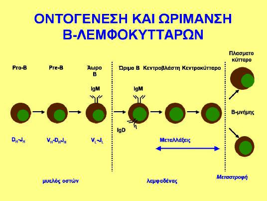 στον πλακούντα και στο ήπαρ, ενώ µετά τη γέννηση συνεχίζεται στο µυελό των οστών (68).