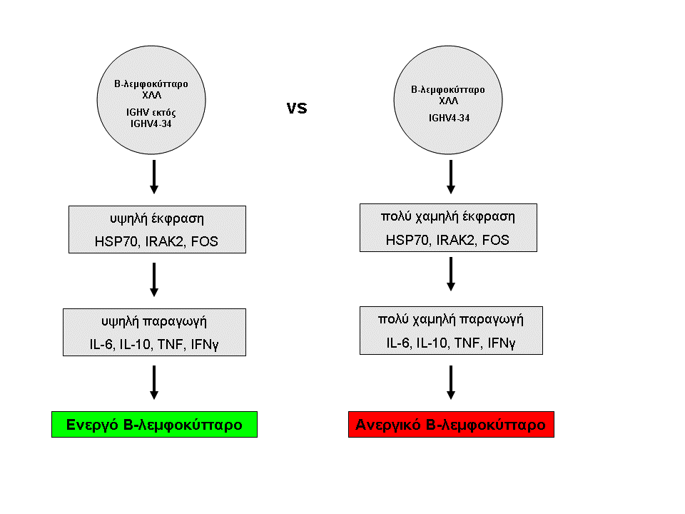Εικόνα 31 : Σχηµατική απεικόνιση των διαφορών στην έκφραση µορίων και την εξέλιξη ανάµεσα σε ένα λευχαιµικό Β-λεµφοκύτταρο µε