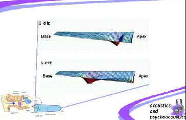 Οι ήχοι υψηλής συχνότητας δημιουργούν μέγιστο κύμανσης του βασικού υμένα εκεί που η μεμβράνη είναι σφικτή, ενώ οι ήχοι χαμηλής συχνότητας δημιουργούν μέγιστο κύμανσης προς το