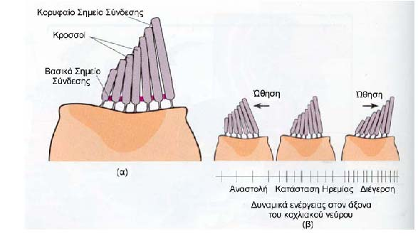 Τα τριχωτά κύτταρα και ο ρόλος τους Οι κροσσοί των ακουστικών τριχωτών κυττάρων. (α) η εμφάνισήτους, (β) η ενεργός μετατροπή.