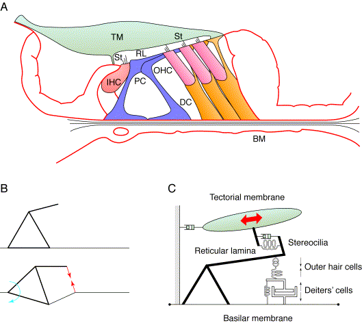 Organ of Corti mechanics. (A) The basilar membrane (BM) supports a rigid structure formed by the pillar cells (PC) and the reticular lamina (RL).