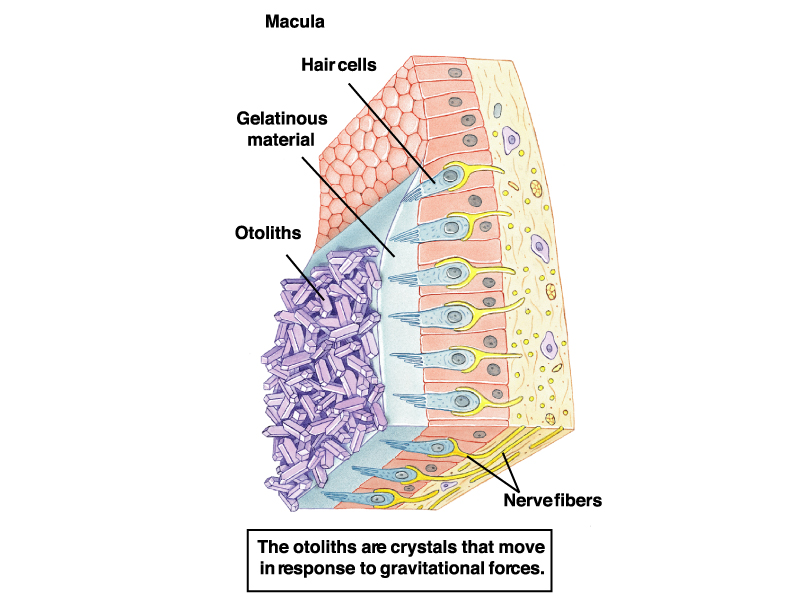 Physiologic responses of vestibular