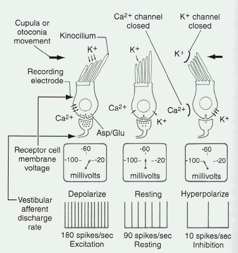 afferent fibers.