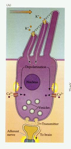 Unit potentials Recording of an action potential of a single auditory nerve fibre (experimental technique not used in humans) Electrocochleography