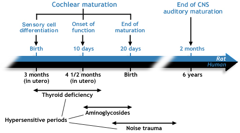 Development of the auditory pathways of the brain Whilst the human cochlea has completed its development by birth, the brain's auditory pathways and