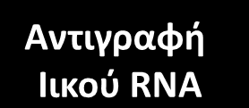 Ανθεκτικότητα με έκφραση της ΚΠ πυρήνας