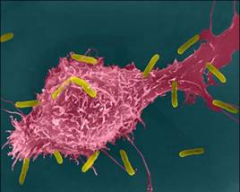 Macrophages (MF) Typically differentiate from blood monocytes Exist as free or fixed MF Exist as resting OR