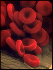 Erythrocytes Anuclear sacs of hemoglobin Play no