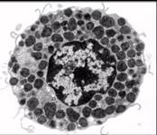 Basophils & tissue mast cells Stain with basic dyes