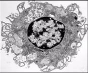 Release histamine and other inflammatory mediators