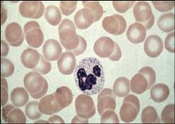 Stain with both acidic and basic dyes Professional phagocytes of innate immunity First to arrive at