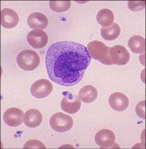 Agranular leukocytes - monocytes Phagocytic Short life-span in blood Move