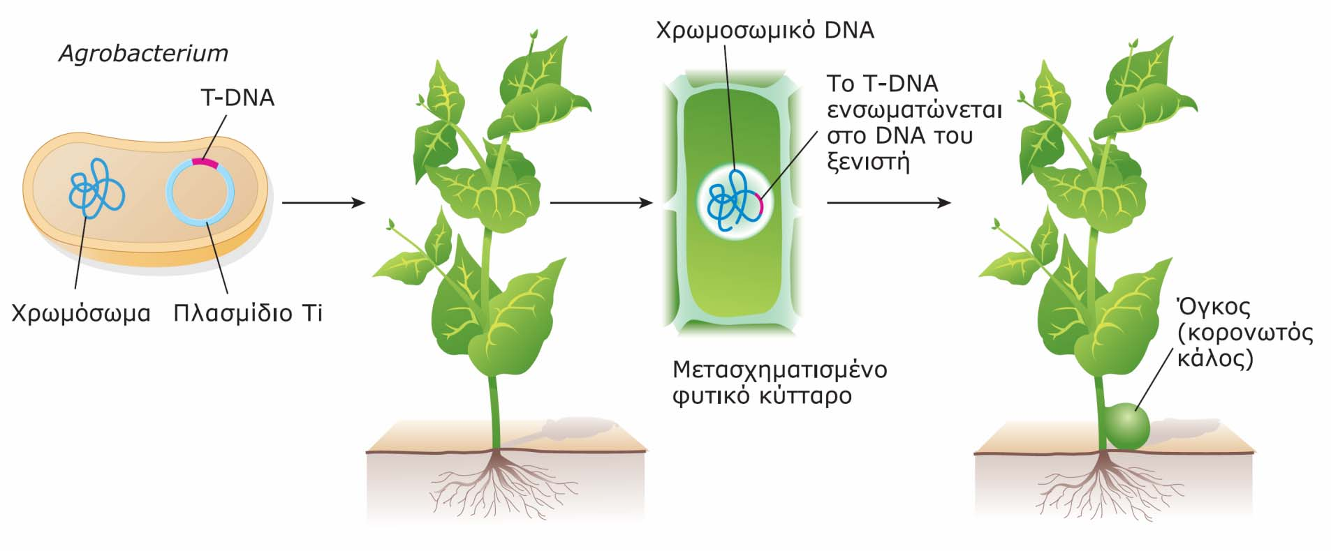Σχηματισμός όγκων (κάλων) σε φυτά μέσω της μόλυνσής τους με ορισμένα είδη του βακτηρίου Agrobactrerium.
