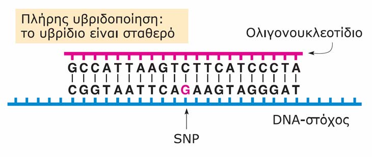 Γονοτύπηση ενός SNP μέσω υβριδοποίησης με ένα αλληλομορφοειδικό ολιγονουκλεοτίδιο.