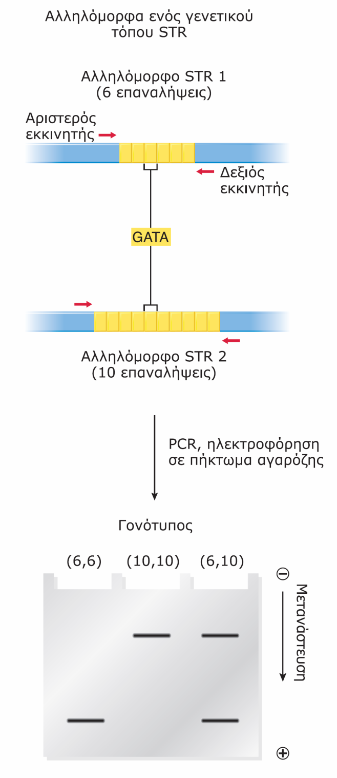 Γονοτύπηση με PCR ενός γενετικού τόπου STR. Απομονώνεται γονιδιωματικό DNA και πραγματοποιείται PCR με εκκινητές που περιβάλλουν το γενετικό τόπο STR.