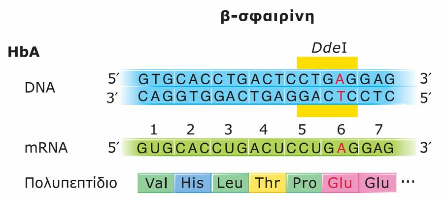Η αρχή του γονιδίου της β-σφαιρίνης, του mrna του και του