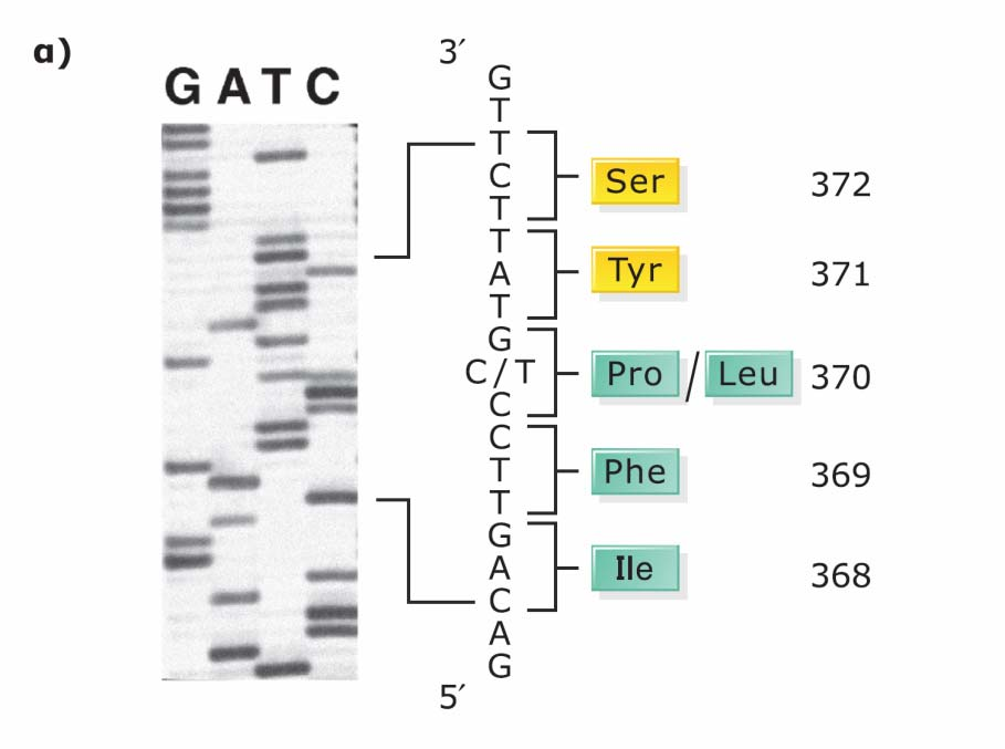 Μοριακό τεστ DNA για τον εντοπισμό μεταλλαγών του γονιδίου του γλαυκώ- ματος ανοικτής γωνίας GLC1A, χρησιμο- ποιώντας PCR και υβριδοποίηση με ASO.