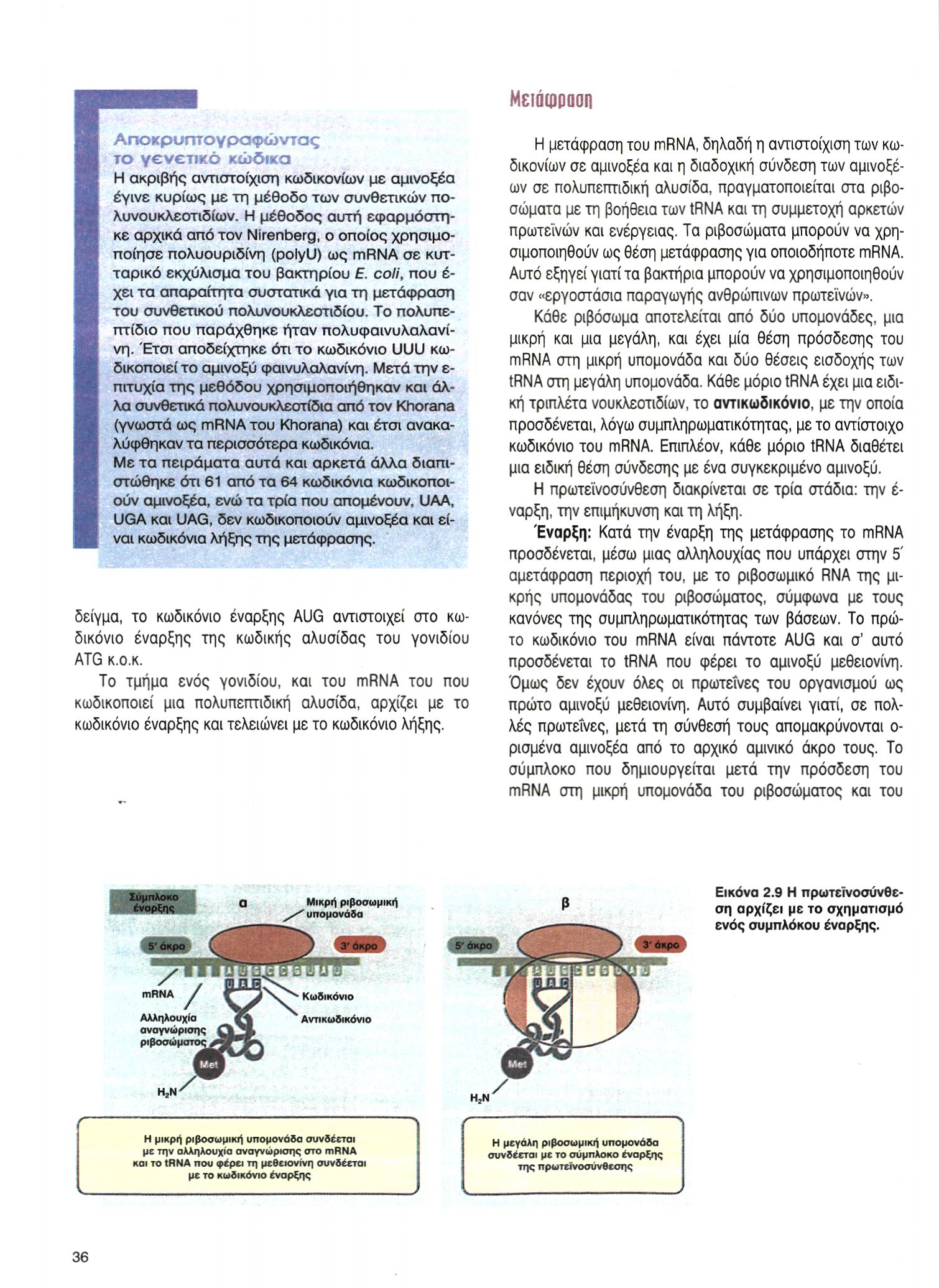 Μετάφραση Αποκρυπτογραφώντας το γενετικό κώδικα Η ακριβής αντιστοίχιση κωδικονίων με αμινοξέα έγινε κυρίως με τη μέθοδο των συνθετικών πολυνουκλεοτιδίων.