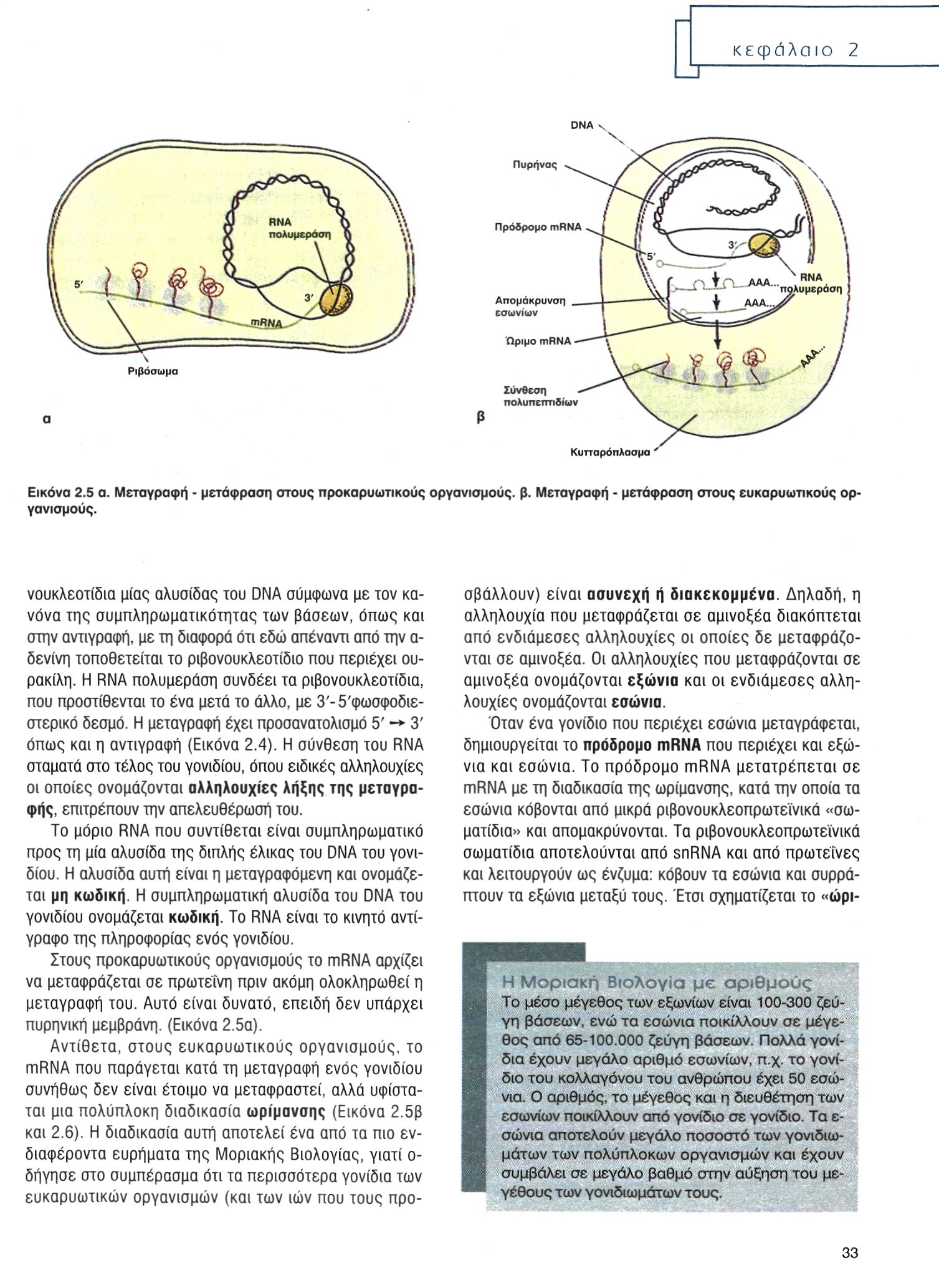 Εικόνα 2.5 α. Μεταγραφή - μετάφραση στους προκαρυωτικούς οργανισμούς, β. Μεταγραφή - μετάφραση στους ευκαρυωτικούς οργανισμούς.