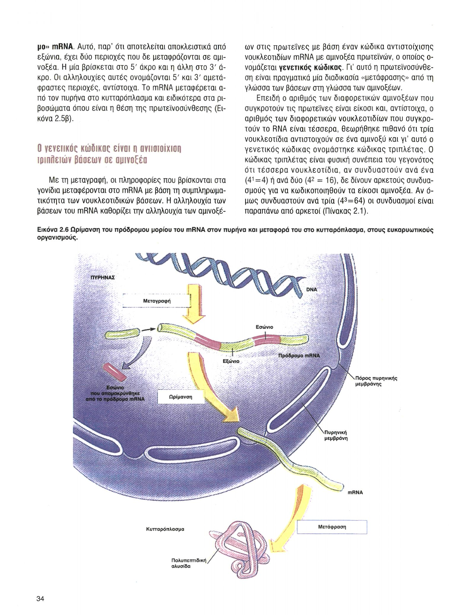 μο» mrna. Αυτό, παρ' ότι αποτελείται αποκλειστικά από εξώνια, έχει δύο περιοχές που δε μεταφράζονται σε αμινοξέα. Η μία βρίσκεται στο 5' άκρο και η άλλη στο 3' ά- κρο.