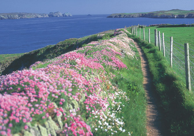 Αρμέρια (Armeria maritima-plumbaginaceae) ΓΕΝΙΚΑ: Κατάγεται από παράκτιες περιοχές του Βόρειου Ημισφαιρίου και ειδικότερα από την Ευρώπη και την Βόρεια Αφρική προς την Τουρκία.