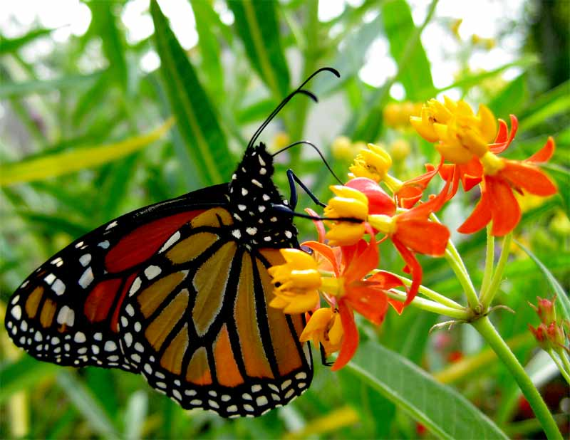 Ασκληπιάδα (Asclepias curassavica-apocynaceae) ΓΕΝΙΚΑ: Κατάγεται από τις τροπικές περιοχές της νότιας Αμερικής. Είναι πολυετές φυτό το οποίο μπορεί να είναι αειθαλές ή φυλλοβόλο.