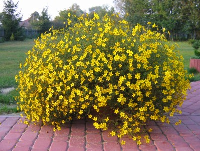 Μπίντενς (Bidens ferulifolia - Asteraceae) ΓΕΝΙΚΑ: Κατάγεται από την Βόρεια Αμερική και το Μεξικό. Είναι φυτό που μοιάζει πολύ με το Cosmos sulphureus. Έχει χαμηλή αλλά έρπουσα κλεμοκλαδή ανάπτυξη.