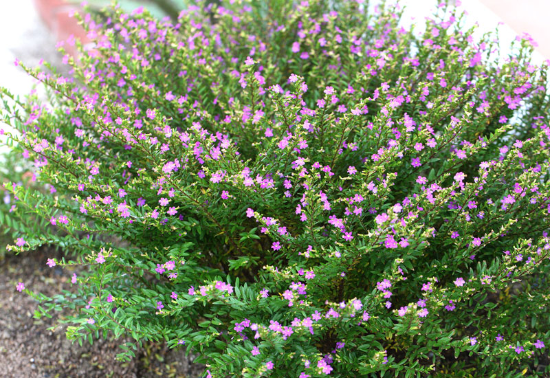 Κουφέα (Cuphea hyssopifolia- Lythraceae) ΓΕΝΙΚΑ: Κατάγεται από το Μεξικό και από τη Γουατεμάλα. Είναι χαμηλός, αειθαλής θάμνος με σφαιρικό συμπαγές σχήμα.