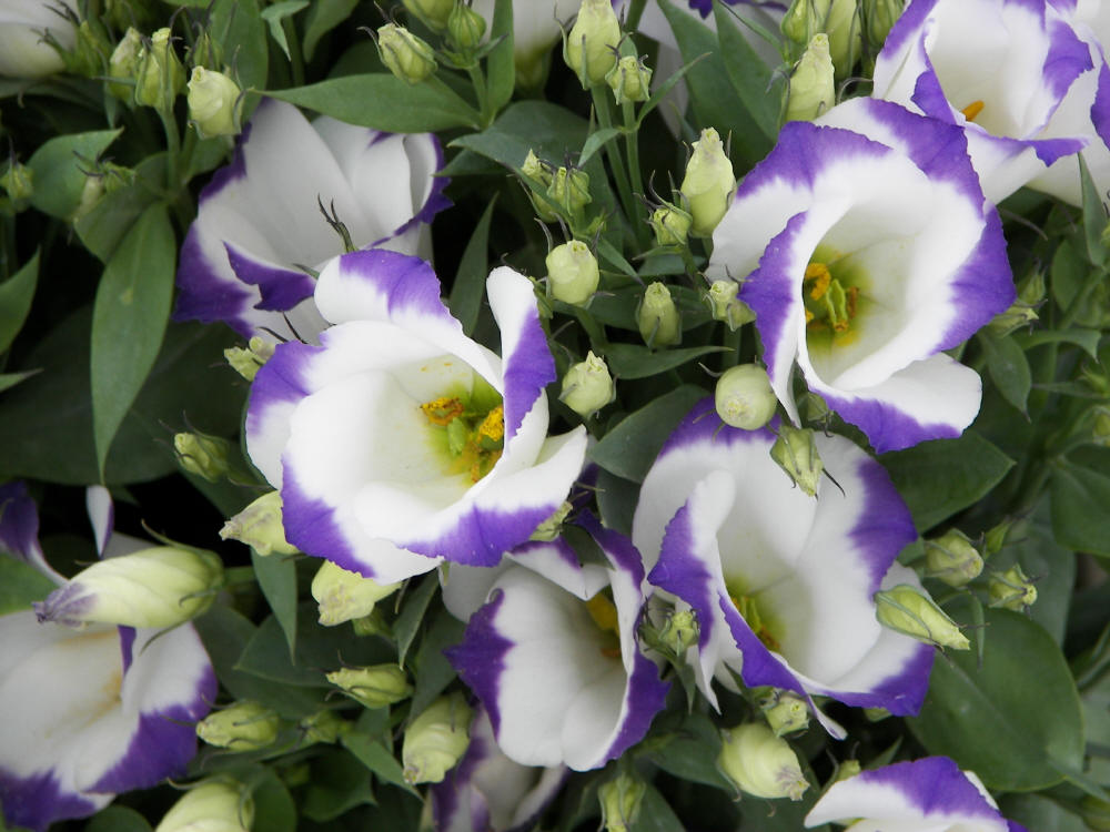 Λυσίανθος (Eustoma grandiflorum-gentianaceae) ΓΕΝΙΚΑ: Κατάγεται από τη Κεντρική Αμερική. Τα φύλλα του είναι ωοειδή προς επιμήκη και φέρουν ένα χρώμα μπλε-πράσινο.