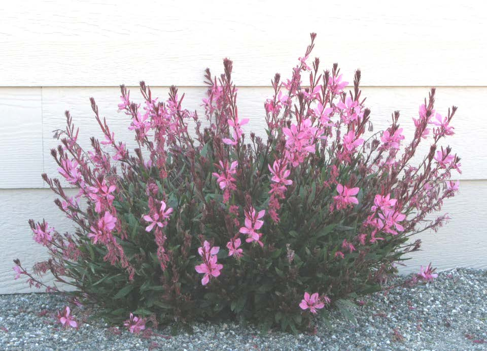 Γκάουρα (Gaura lindheimeri- Onagraceae) ΓΕΝΙΚΑ: Κατάγεται από την Βόρεια Αμερική και ειδικότερα από την Αριζόνα. Είναι πολυετής πόα με όρθιο σχήμα.