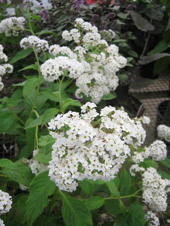 Εικόνα 66. Heliotropium arborescens 'White Lady' ΣΤΟΙΧΕΙΑ ΓΙΑ ΠΑΡΑΓΩΓΗ Ο πολλαπλασιασμός πραγματοποιείται και με σπόρους και με μοσχεύματα.