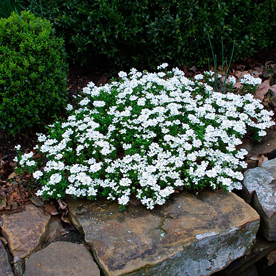 Ίβερις (Ιberis sempervirens-brassicaceae) ΓΕΝΙΚΑ: Κατάγεται από τη νότια Ευρώπη.