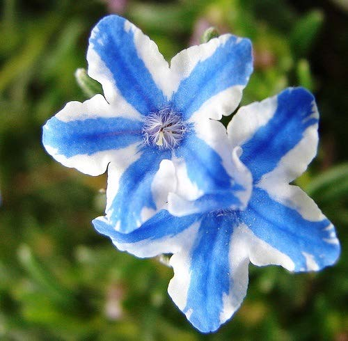 Λιθοδώρα (Lithodora diffusa-boraginaceae) ΓΕΝΙΚΑ: Κατάγεται από τις νοτιοδυτικές ΗΠΑ και το Μεξικό. Ποώδες ή μικρό θαμνώδες φυτό με πολύκλαδους τριχωτούς βλαστούς.