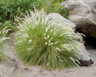 Πενισέτο (Pennisetum setaceum -Poaceae) ΓΕΝΙΚΑ: Κατάγεται από την Αφρική. Είναι ένα πολυετές ή ετήσιο, καλλωπιστικό αγροστώδες φυτό που σχηματίζει συστάδες από επιμήκη, γραμμικά και στενά φύλλα.