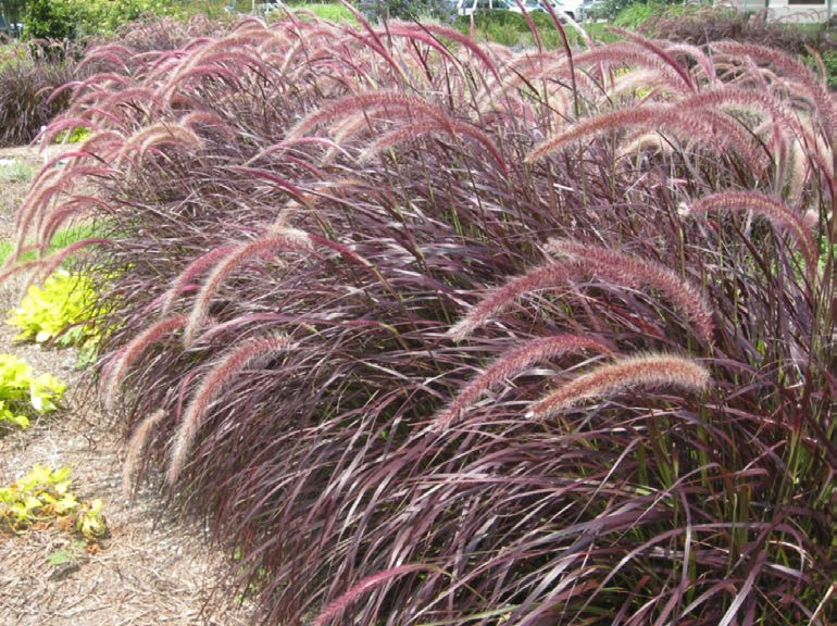 Εικόνα 88. Συστάδα με P.setaceum Rubrum. Πλεονεκτήματα: Ταχέως αναπτυσσόμενο φυτό με αντοχή στην ατμοσφαιρική ρύπανση.