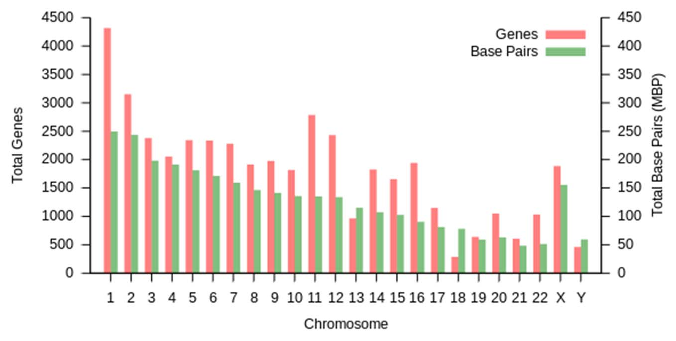 Γονιδίωμα (genome, an organism s complete set of DNA) ένα τυπικό βακτήριο έχει ένα μοριο DNA με μήκος 600,000 bp [συμπληρωματικά ζεύγη βάσεων (base pairs)[ 130 kbp -