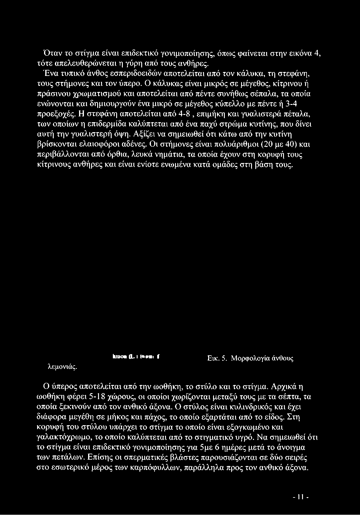 Αξίζει να σημειωθεί ότι κάτω από την κυτίνη βρίσκονται ελαιοφόροι αδένες.