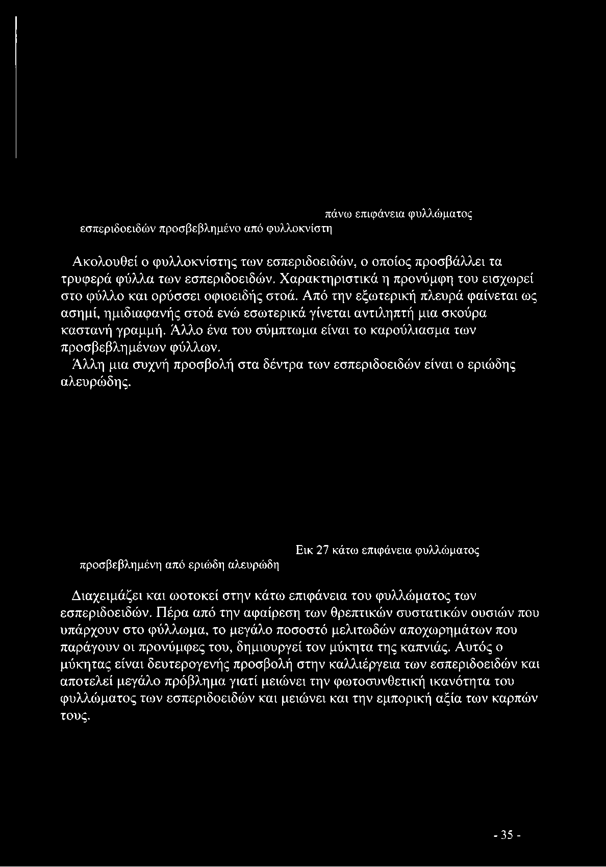 καστανή γραμμή. Αλλο ένα του σύμπτωμα είναι το καρούλιασμα των προσβεβλημένων φύλλων.