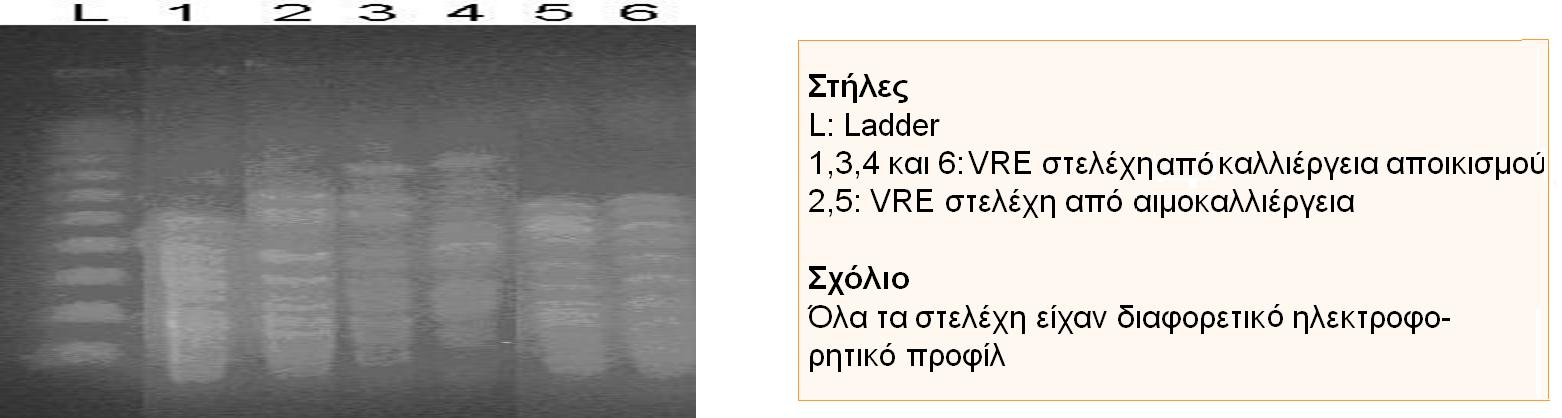 Σε ό,τι αφορά τα επιδημιολογικά και μικροβιολογικά δεδομένα, από τα 21 αποικισμένα παιδιά, 3 είχαν συνεχώς θετικούς ελέγχους με VRE.