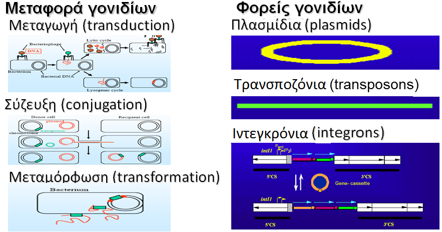 Σχήμα 1: Τρόποι μεταφοράς γονιδίων και φορείς γονιδίων αντοχής. Η επίκτητη αντοχή ενός μικροβίου στα αντιμικροβιακά, συνήθως εμφανίζεται μετά την ευρεία χρήση τους.
