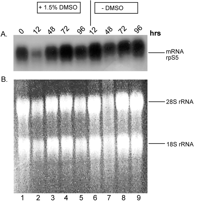 Σχήµα Γ.39. Κινητική συσσώρευσης του mrna της rps5, σε κύτταρα MEL 8R resistant, απουσία και παρουσία 1.5% v/v DMSO.