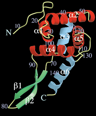 Ανασυγκρότηση in vitro της 30S υποµονάδας, απουσία της S7 ριβοσωµικής πρωτεΐνης, οδηγεί στο σχηµατισµό ενός ετερογενούς µίγµατος σωµατιδίων, το οποίο καθιζάνει, έπειτα από επεξεργασία µε σουκρόζη